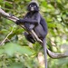 Trachypithecus obscurus carbo - Photo (c) marcelfinlay, some rights reserved (CC BY-NC), uploaded by marcelfinlay