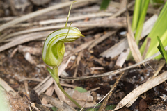 Pterostylis ophioglossa