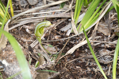 Pterostylis ophioglossa