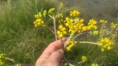 Senecio hydrophilus