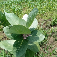 Calotropis procera