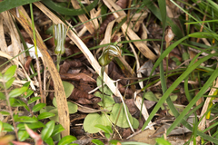 Pterostylis ophioglossa