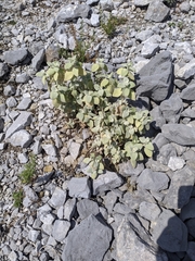 Pseudodictamnus acetabulosus