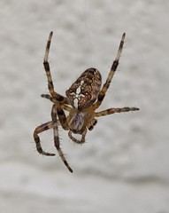 Araneus diadematus