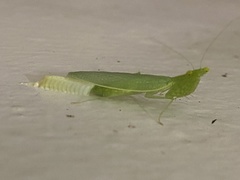 Tropidomantis