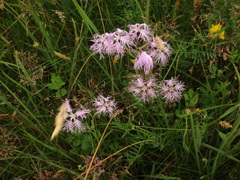 Dianthus superbus superbus