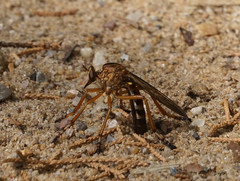 Diogmites discolor