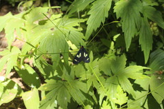 Gnophaela latipennis