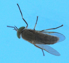 Tabanus nigrovittatus