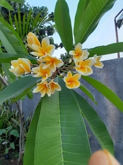 Plumeria acuminata