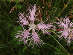 Dianthus superbus superbus