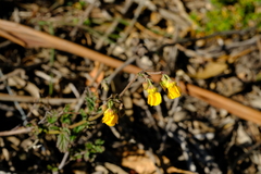 Hermannia alnifolia