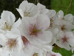 Prunus triloba