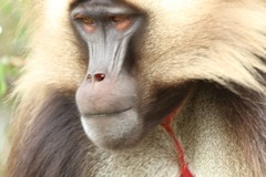 Theropithecus gelada