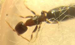 Sclerodermus