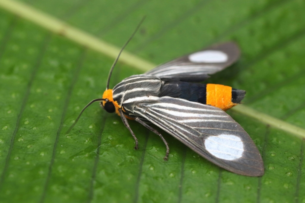Rhipha chionoplaga