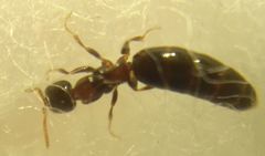 Sclerodermus