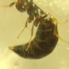 Sclerodermus