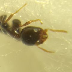 Sclerodermus