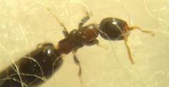 Sclerodermus
