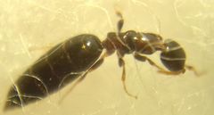 Sclerodermus
