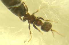 Sclerodermus