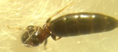 Sclerodermus