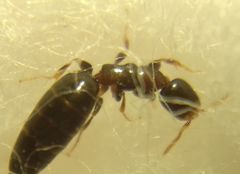 Sclerodermus