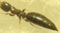 Sclerodermus