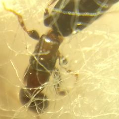 Sclerodermus