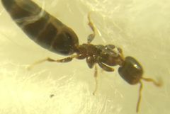Sclerodermus