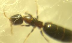 Sclerodermus