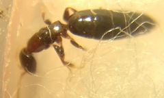 Sclerodermus