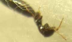 Sclerodermus