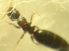 Sclerodermus