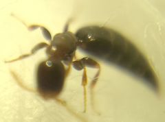 Sclerodermus