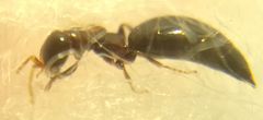 Sclerodermus