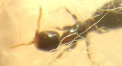 Sclerodermus