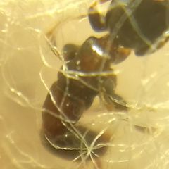 Sclerodermus
