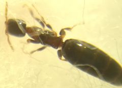 Sclerodermus