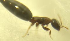 Sclerodermus