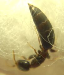 Sclerodermus