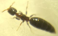 Sclerodermus