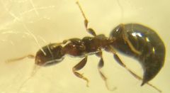 Sclerodermus