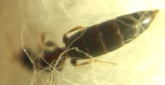 Sclerodermus