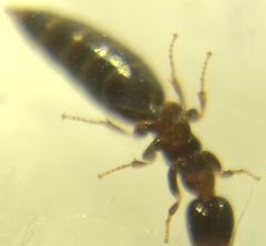 Sclerodermus