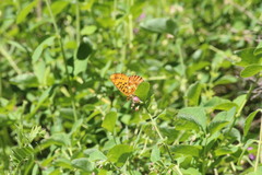Boloria epithore