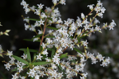 Leucopogon pimeleoides