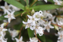 Leucopogon pimeleoides