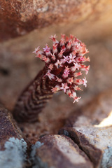 Crassula alpestris